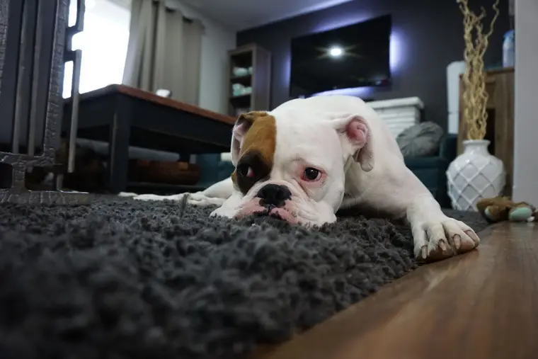 Bulldog resting on a rug over carpet in a living room